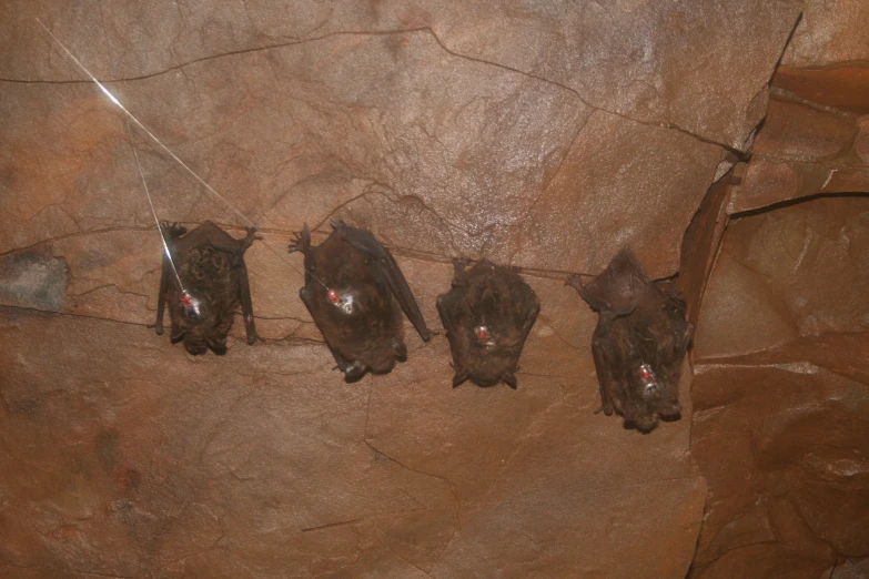 three bats hang from wire in a cave