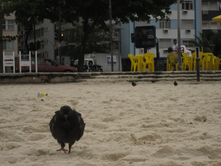 a chicken is standing in the sand next to yellow chairs