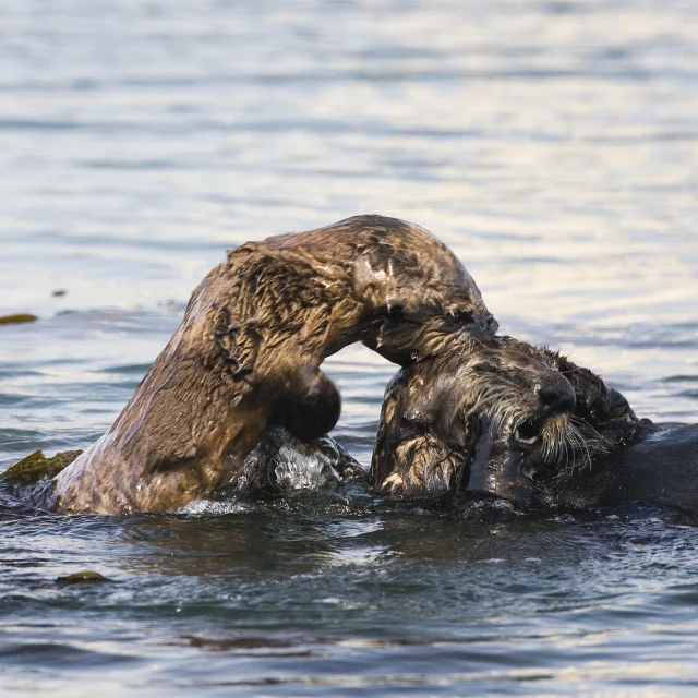 an otter kissing its baby on the water