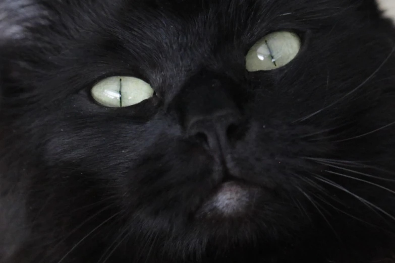 a close up of a black cat with large, round yellow eyes