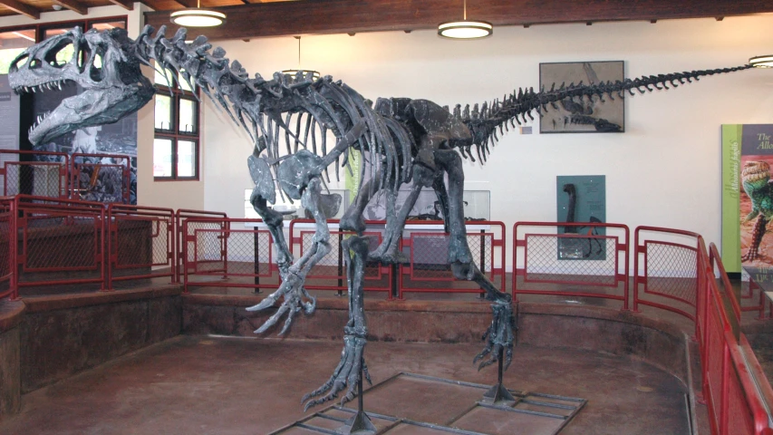 a dinosaur skeleton in the museum with a man looking on