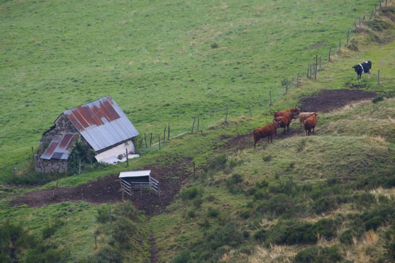 four horses that are standing in the grass