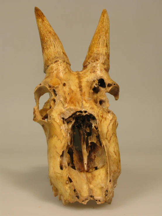 the head of an animal with sharp horns