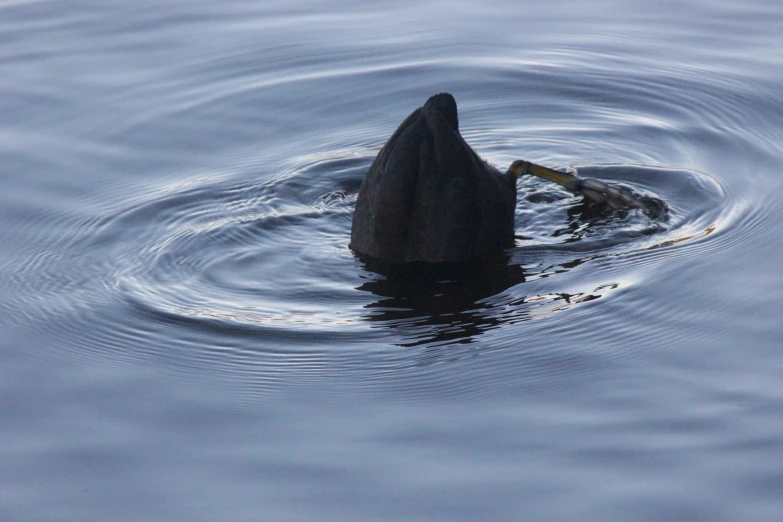 a lone duck swims on top of the water