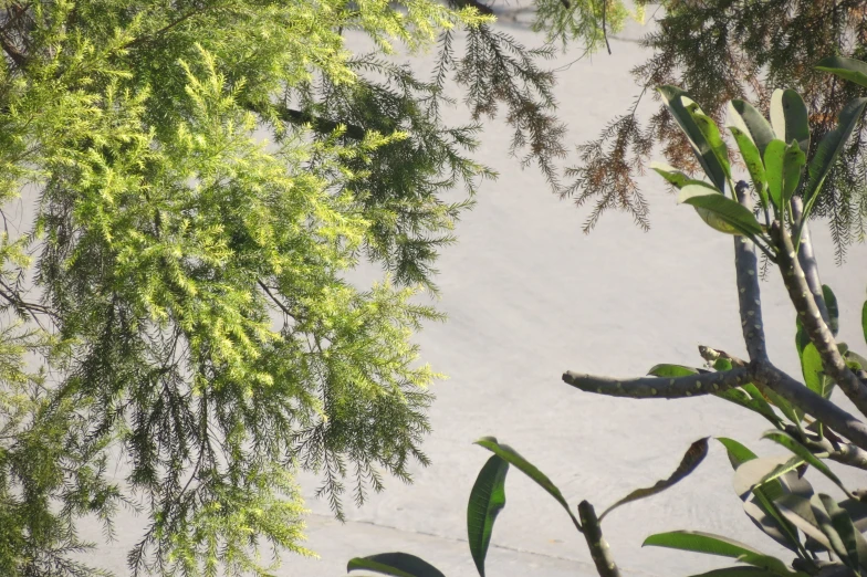 a tree is sitting in front of some bushes