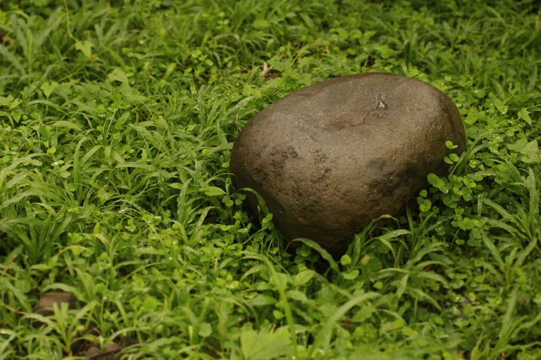 a rock lying on the grass and leaves