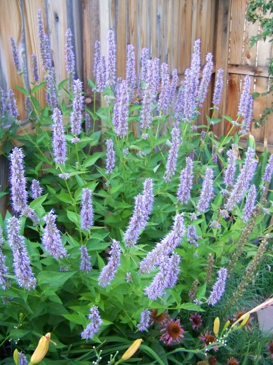 an assortment of lavender flowers next to a wood fence