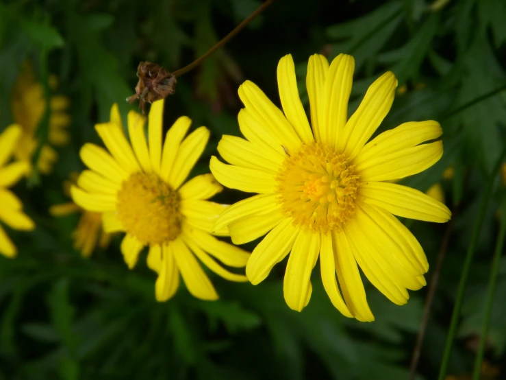 a bunch of yellow flowers growing in a field