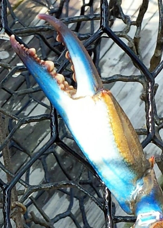 a blue and yellow striped shark is hanging on the fence