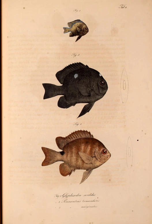 antique fish print, showing black and red pirance