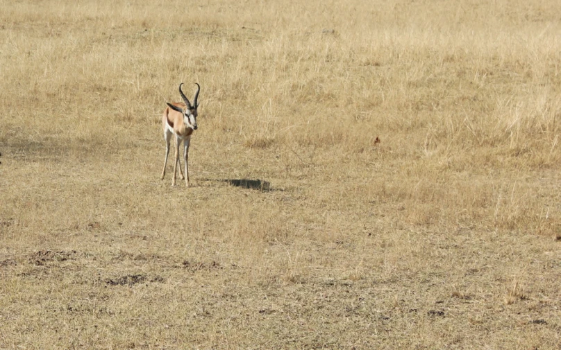 a gazelle standing in the middle of an open field