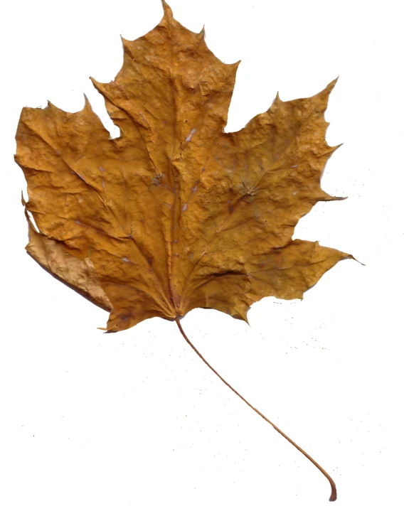 an orange leaf is laying on the ground