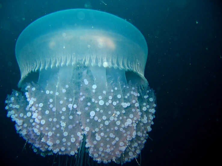 the large jellyfish is in clear water