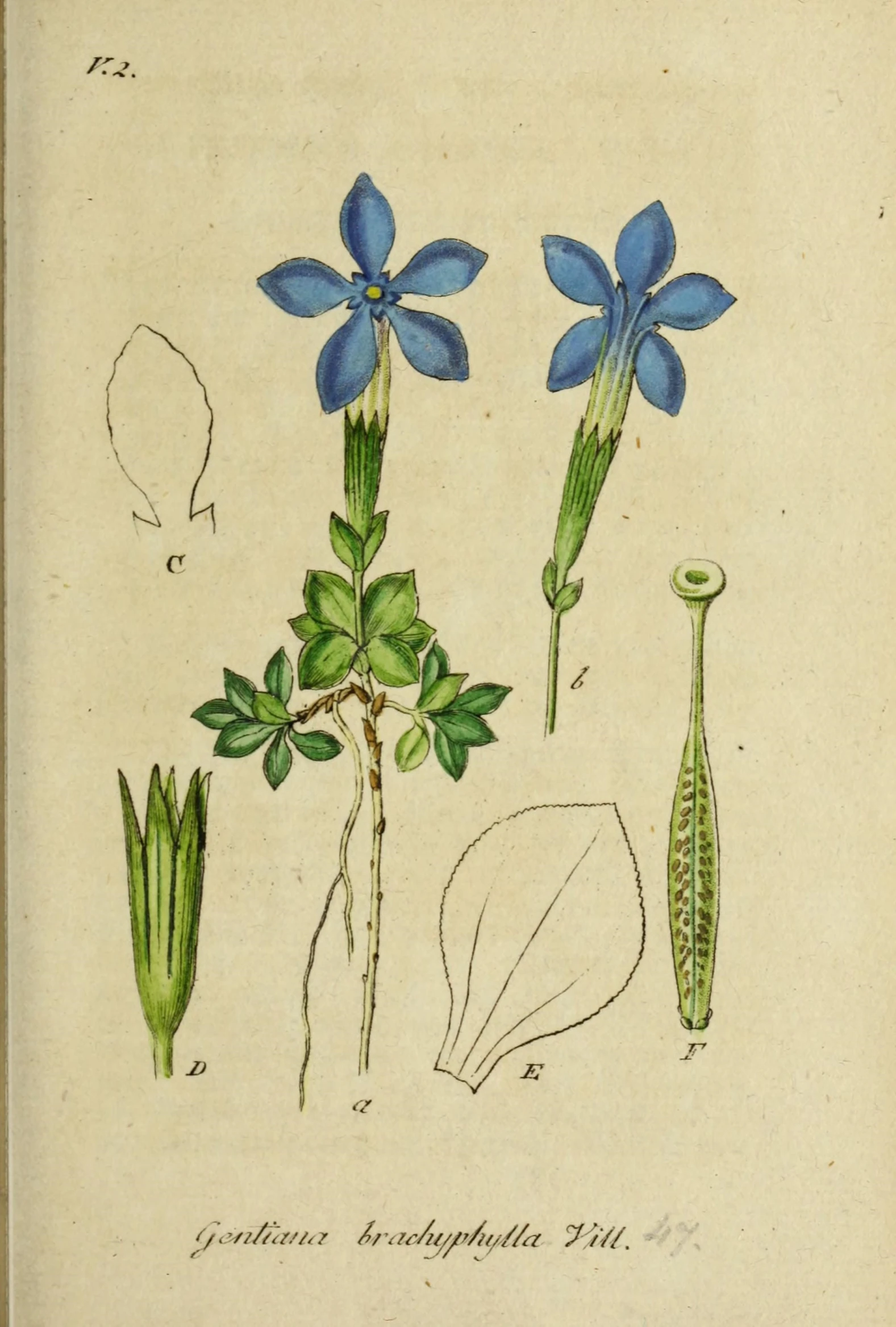 the blue flower is depicted with green leaves and buds