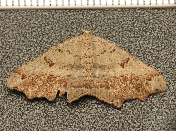 a small brown moth on a black wall