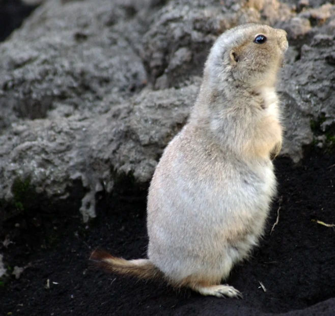 a very cute small animal by a rock