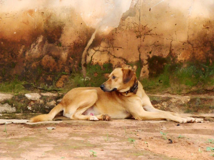 a dog laying down next to a rock wall