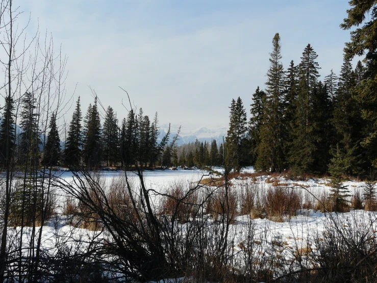 a frozen meadow in winter with tall grass and bare trees