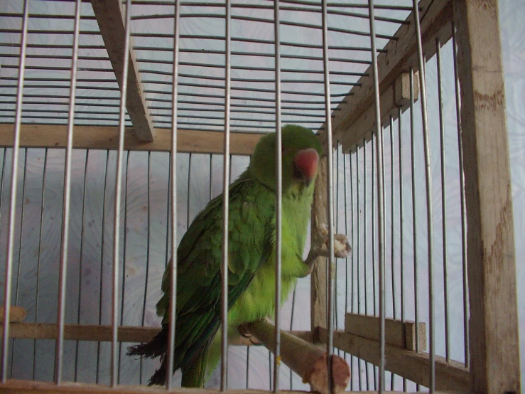 a green bird standing inside of a cage