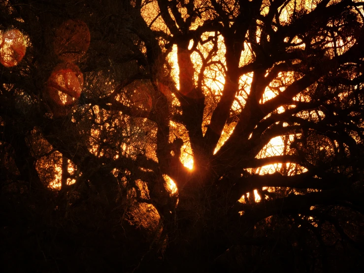 tree nches at dusk with the sun through the trees