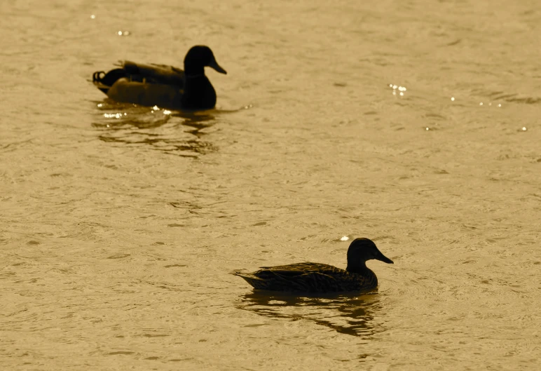 a black and white po of two ducks in the water