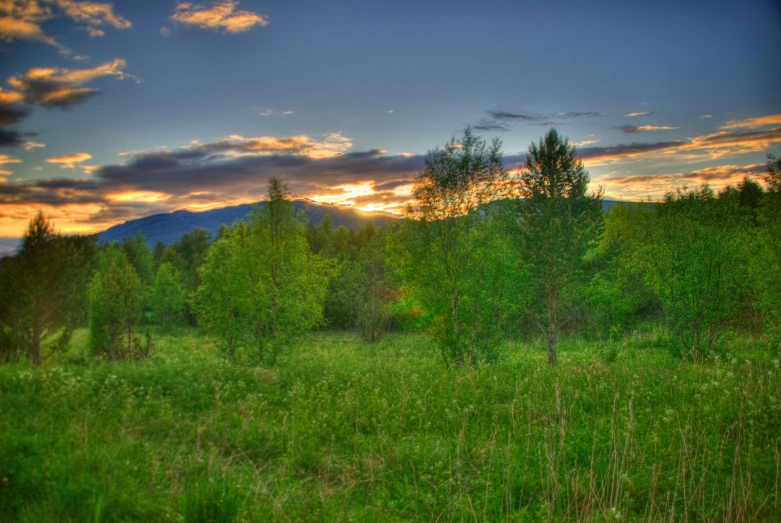 an image of the forest sunset scenery