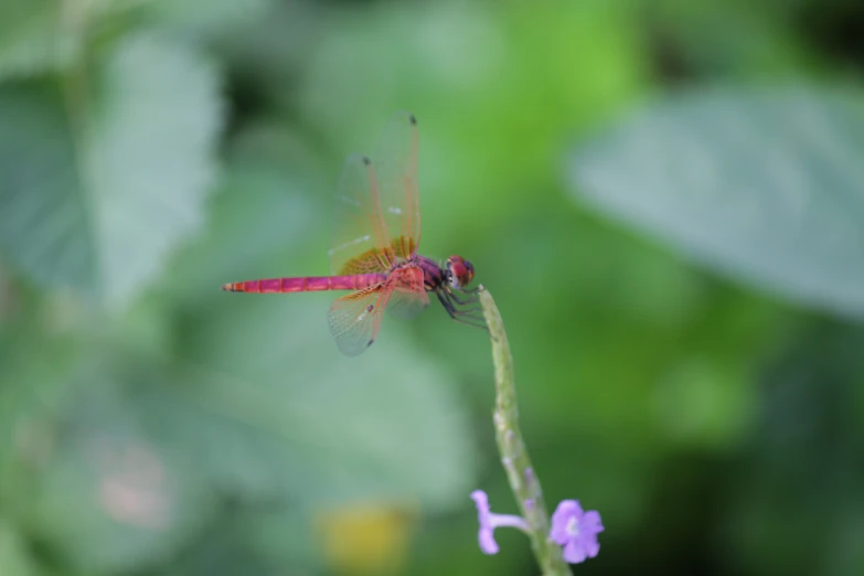 a red and yellow dragonfly perched on a pink flower