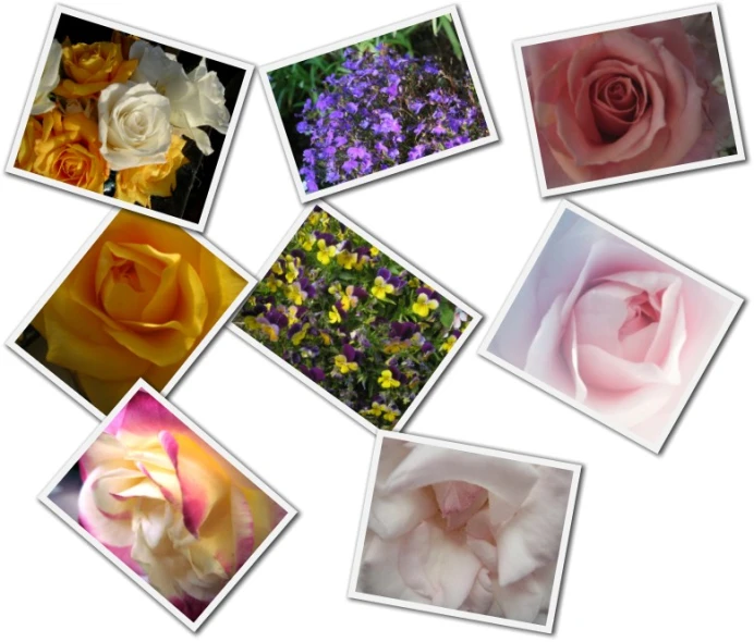 nine different flowers are grouped together in pictures