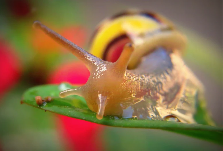 snail crawling down a green leaf in the water