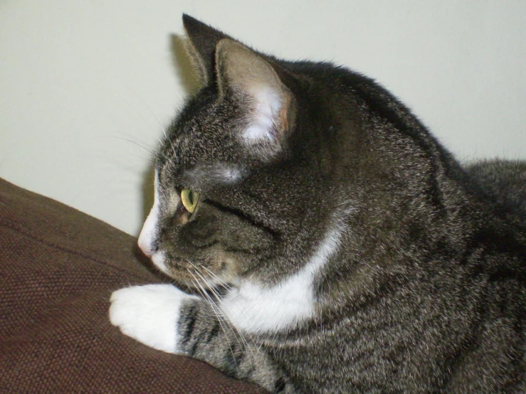 a black and white cat sitting on top of a couch