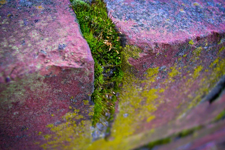 grass growing between two large blocks of bricks