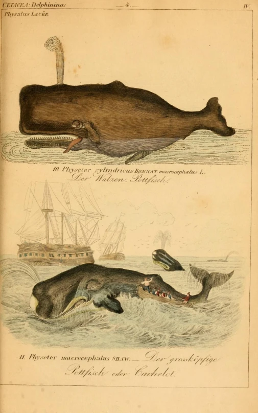 two whale and fish in the water near a ship