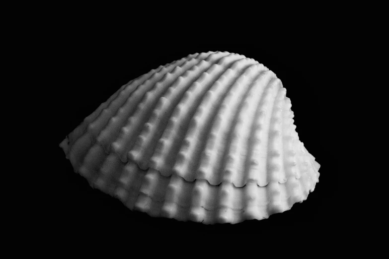 a large white shell on black background