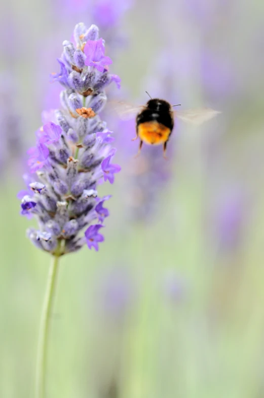 a bee flying to the top of a purple flower