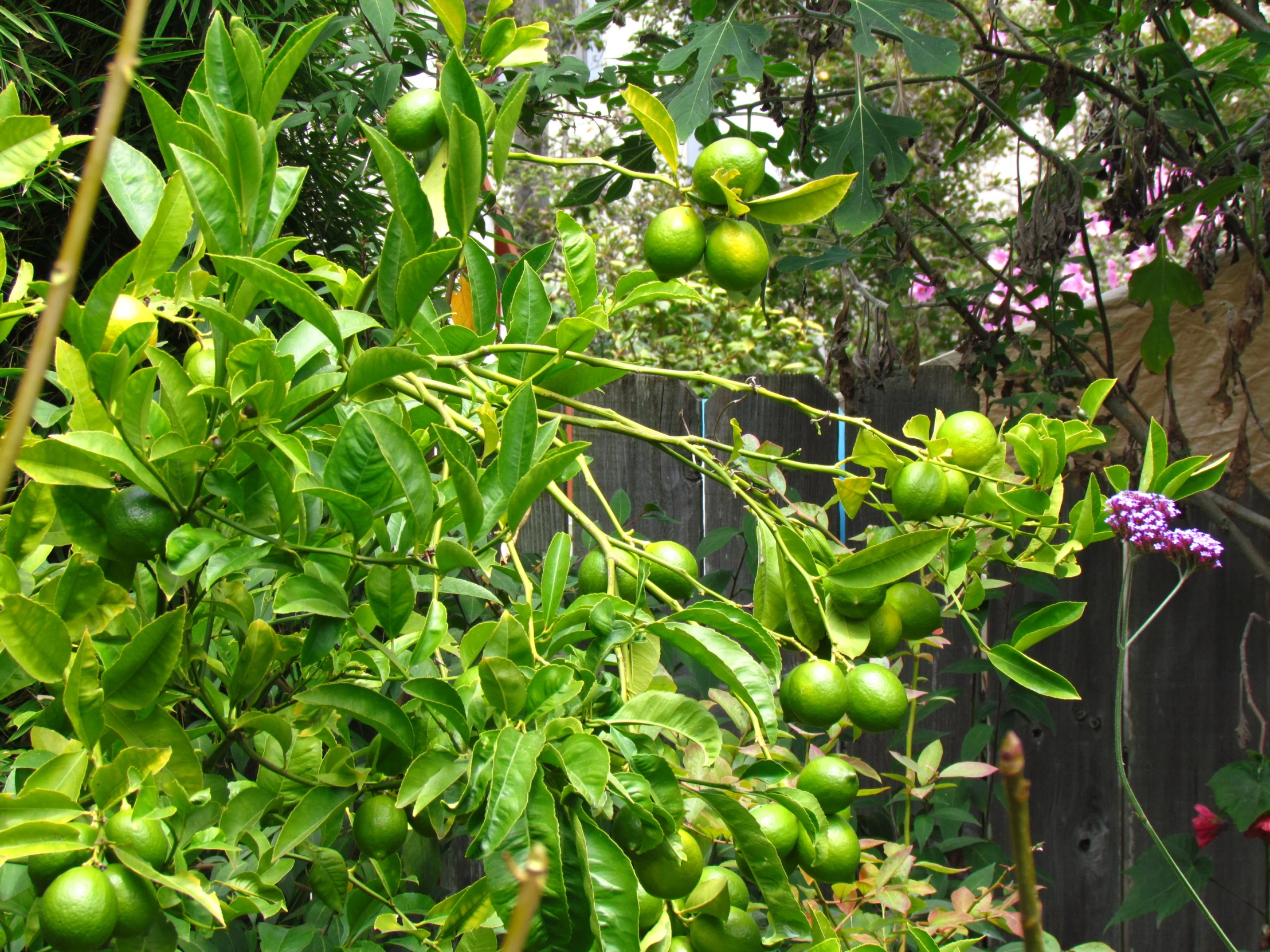 the fruit trees are ready to be harvested