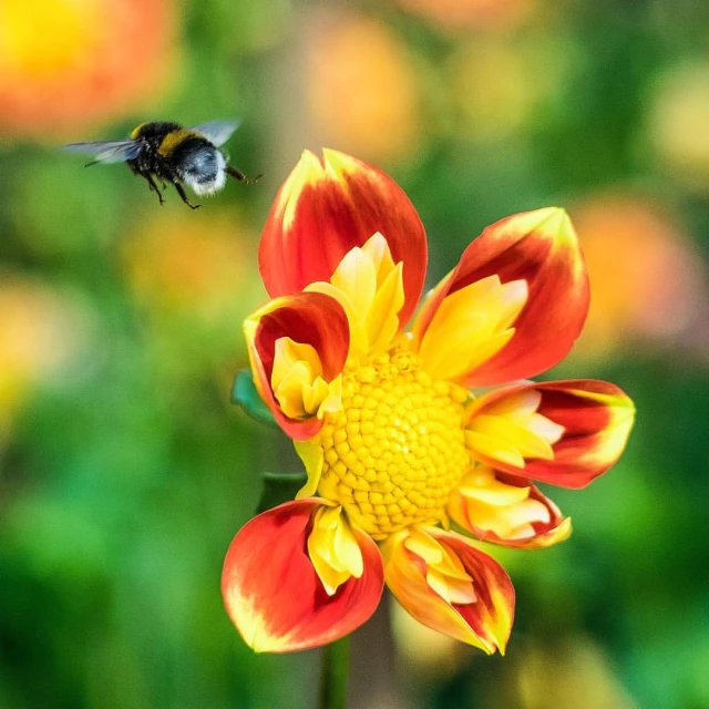 the bee is flying in front of the colorful flower