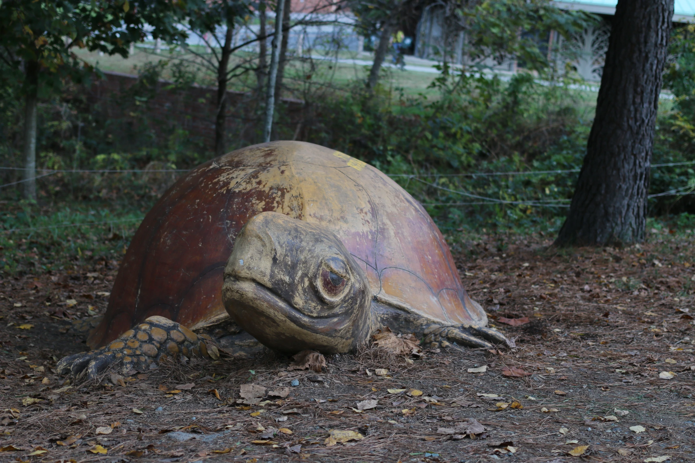 a giant turtle laying on the ground with its head turned