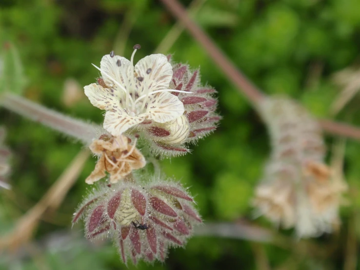 a po of a flower and some leaves