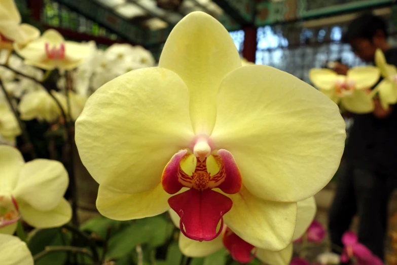 a yellow flower with red center in a greenhouse