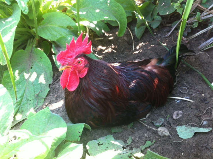 an image of a rooster that is standing in the dirt