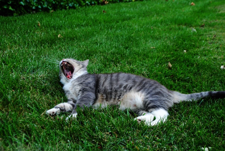 a cat laying in the grass opening its mouth with its paws