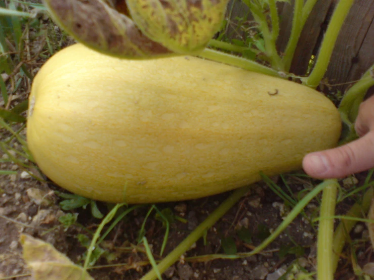 someone holding out the green stem to their yellow squash