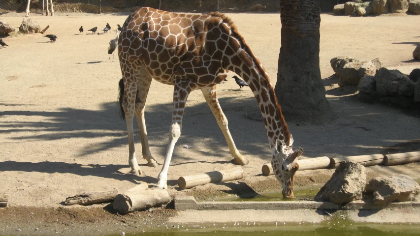 a giraffe in a field next to a water hole