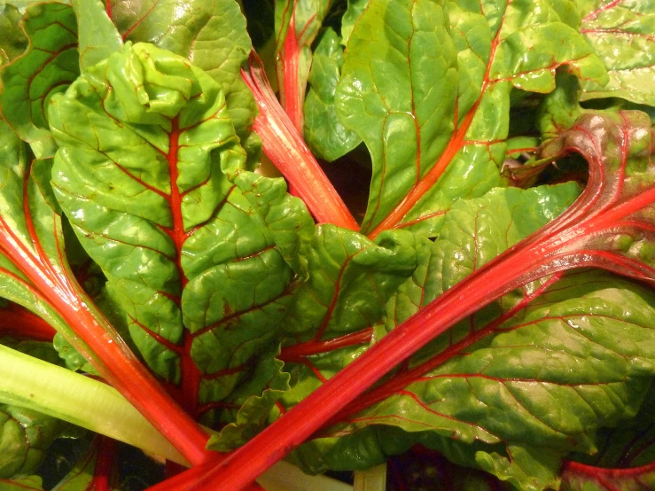 a bunch of green leafy greens are neatly colored