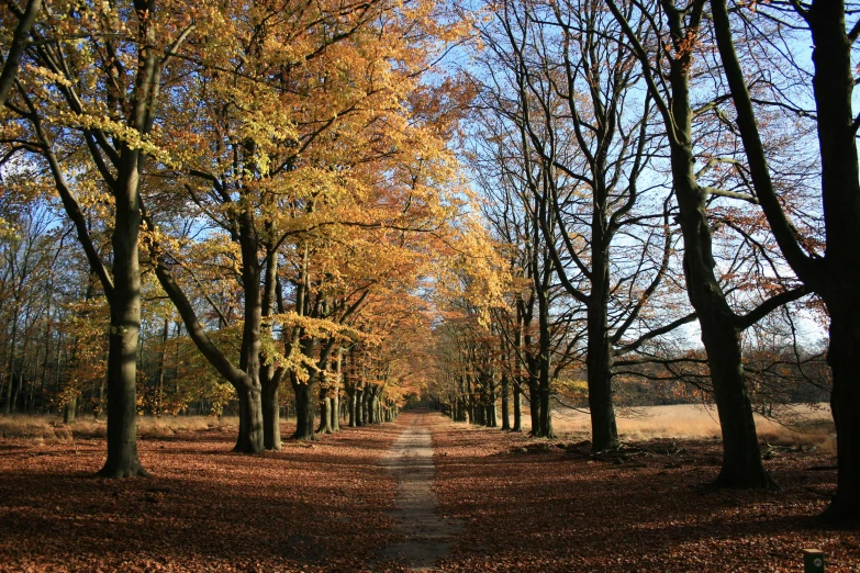 there is a yellow road surrounded by the trees