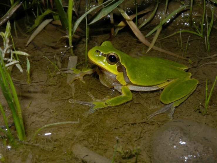 a frog is looking down at the ground