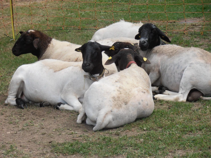 five white sheep lay in the middle of a field
