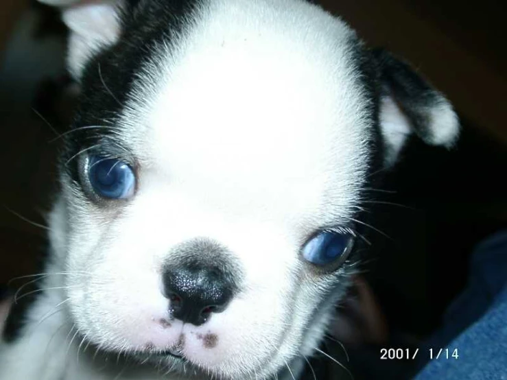 a puppy is standing and staring with blue eyes