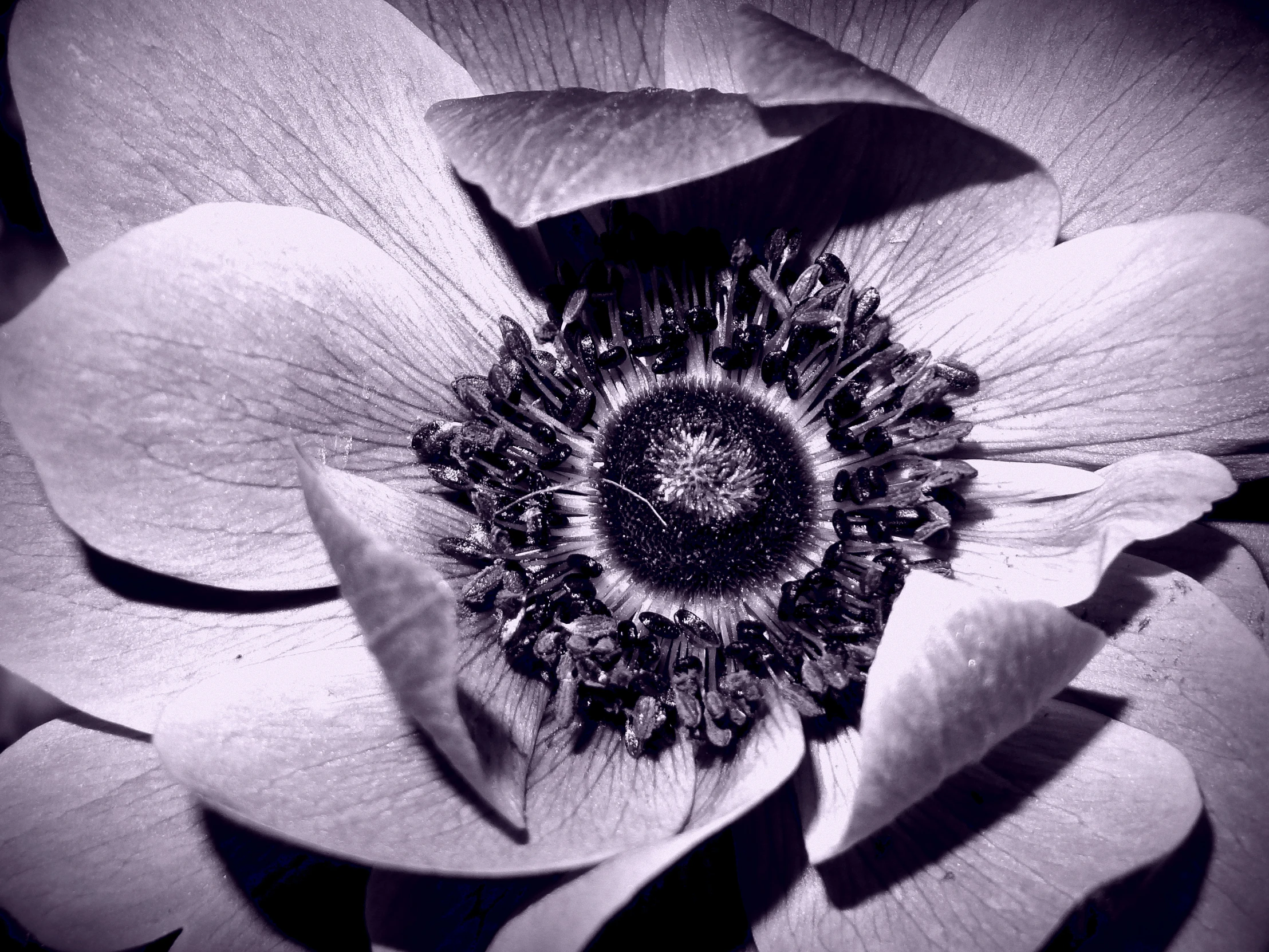 the inside of a white and pink flower