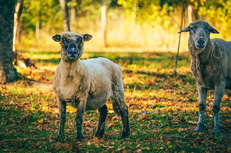 two sheep standing next to each other on grass